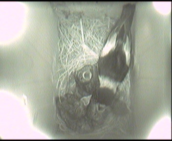 Image136.jpg