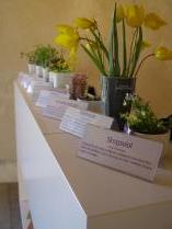 Under v&auml;xts&auml;songen tar vi in och st&auml;ller ut v&auml;xter som blommar f&ouml;r tillf&auml;llet