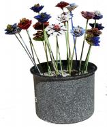 Tallkotteblommor